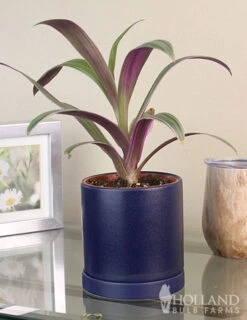 Menu Rhoeo Tricolor Houseplant -Holland Bulb Farms 95007 rhoeo tricolor houseplant 5