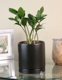 Menu ZZ Plant Houseplant -Holland Bulb Farms 95008 zz plant 2