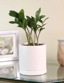 Menu ZZ Plant Houseplant -Holland Bulb Farms 95008 zz plant