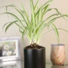Menu Spider Reverse Variegated Houseplant -Holland Bulb Farms 95009 spider reverse houseplant 2