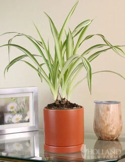Menu Spider Reverse Variegated Houseplant -Holland Bulb Farms 95009 spider reverse houseplant