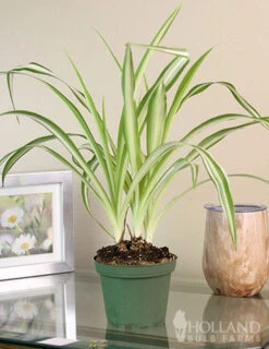 Menu Spider Reverse Variegated Houseplant -Holland Bulb Farms 95009 spider reverse houseplant 3