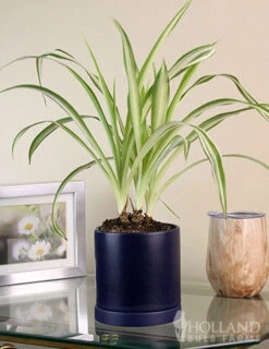 Menu Spider Reverse Variegated Houseplant -Holland Bulb Farms 95009 spider reverse houseplant 4