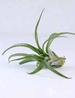 Menu Tillandsia Air Plant Mix 10 Pack 15 Menu Tillandsia Air Plant Mix 10 Pack -Holland Bulb Farms 95010 air plants 10