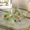 Menu Tillandsia Air Plant Mix 10 Pack -Holland Bulb Farms 95010 air plants