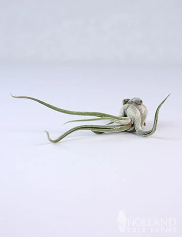 Menu Tillandsia Air Plant Mix 10 Pack 13 Menu Tillandsia Air Plant Mix 10 Pack - Image 11