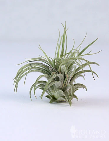 Menu Tillandsia Air Plant Mix 10 Pack 12 Menu Tillandsia Air Plant Mix 10 Pack - Image 10