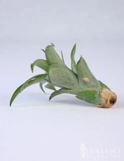 Menu Tillandsia Air Plant Mix 10 Pack 21 Menu Tillandsia Air Plant Mix 10 Pack -Holland Bulb Farms 95010 air plants 4