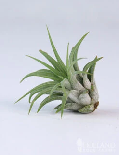 Menu Tillandsia Air Plant Mix 10 Pack 20 Menu Tillandsia Air Plant Mix 10 Pack -Holland Bulb Farms 95010 air plants 5