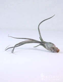 Menu Tillandsia Air Plant Mix 10 Pack 19 Menu Tillandsia Air Plant Mix 10 Pack -Holland Bulb Farms 95010 air plants 6