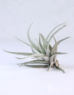 Menu Tillandsia Air Plant Mix 10 Pack 17 Menu Tillandsia Air Plant Mix 10 Pack -Holland Bulb Farms 95010 air plants 8