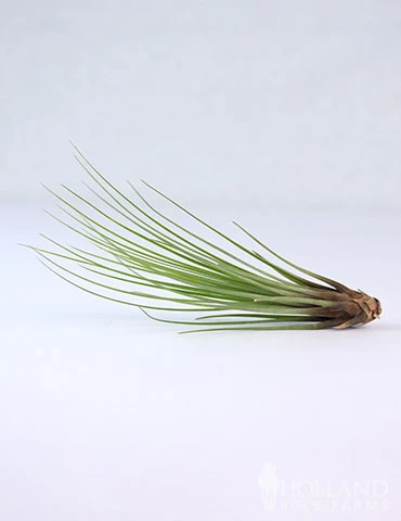 Menu Tillandsia Air Plant Mix 10 Pack 6 Menu Tillandsia Air Plant Mix 10 Pack - Image 4