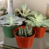 Menu Succulent Houseplant Assortment 4 Pack -Holland Bulb Farms 95011 succulent assortment