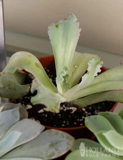 Menu Succulent Houseplant Assortment 4 Pack -Holland Bulb Farms 95011 succulent assortment 2