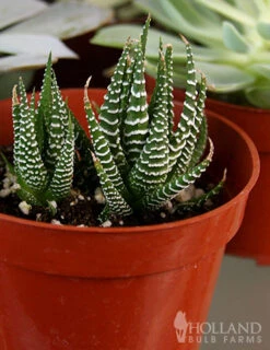 Menu Succulent Houseplant Assortment 4 Pack -Holland Bulb Farms 95011 succulent assortment 3