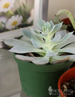 Menu Succulent Houseplant Assortment 4 Pack -Holland Bulb Farms 95011 succulent assortment 4