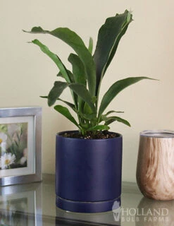 Menu Staghorn Fern Houseplant -Holland Bulb Farms 95018 staghorn fern 2