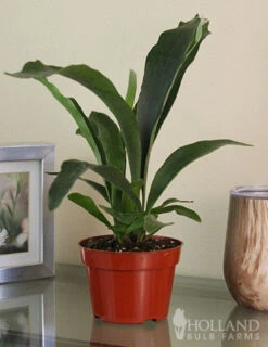 Menu Staghorn Fern Houseplant -Holland Bulb Farms 95018 staghorn fern