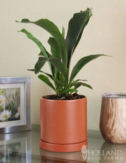 Menu Staghorn Fern Houseplant -Holland Bulb Farms 95018 staghorn fern 3