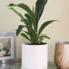 Menu Staghorn Fern Houseplant -Holland Bulb Farms 95018 staghorn fern 4