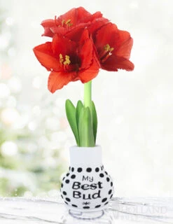 Menu Warm Wishes Sweater Amaryllis Collection -Holland Bulb Farms Best Bud 370 480 full grown logo 1