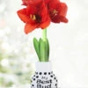 Menu My Best Bud Sweater Amaryllis -Holland Bulb Farms Best Bud 370 480 full grown logo