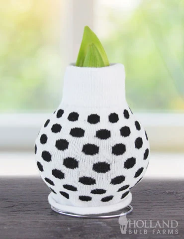 Menu My Best Bud Sweater Amaryllis 6 Menu My Best Bud Sweater Amaryllis - Image 4