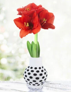 Menu Warm Wishes Sweater Amaryllis Collection -Holland Bulb Farms Best Bud BACK 370 480 full grown logo 1