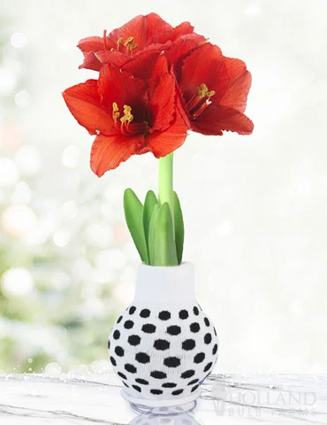 Menu My Best Bud Sweater Amaryllis 5 Menu My Best Bud Sweater Amaryllis - Image 3