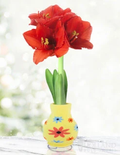 Menu Just For Fun Sweater Amaryllis Collection -Holland Bulb Farms Flower 370 480 full grown logo