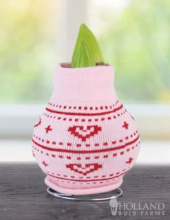 Menu Love Is In The Air Sweater Amaryllis Collection -Holland Bulb Farms Heart 370 480 bulbs logo