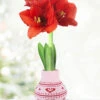 Menu Heart's Delight Sweater Amaryllis -Holland Bulb Farms Heart 370 480 full grown logo 1
