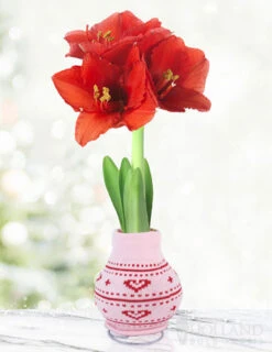 Menu Heart's Delight Sweater Amaryllis