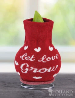 Menu Love Is In The Air Sweater Amaryllis Collection -Holland Bulb Farms Let Love Grow 370 480 bulbs logo 1