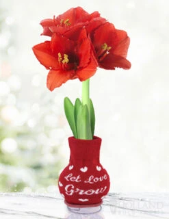 Menu Love Is In The Air Sweater Amaryllis Collection -Holland Bulb Farms Let Love Grow 370 480 full grown logo 1