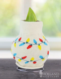 Menu Deck The Halls Sweater Amaryllis Collection 17 Menu Deck The Halls Sweater Amaryllis Collection -Holland Bulb Farms Lights 370 480 bulbs logo 1