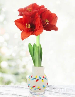 Menu Deck The Halls Sweater Amaryllis Collection 16 Menu Deck The Halls Sweater Amaryllis Collection -Holland Bulb Farms Lights 370 480 full grown logo 1