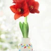 Menu Jingle All The Way Sweater Amaryllis 1 Menu Jingle All The Way Sweater Amaryllis -Holland Bulb Farms Lights 370 480 full grown logo 2