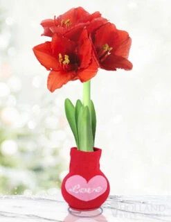 Menu Love Is In The Air Sweater Amaryllis Collection -Holland Bulb Farms Love 370 480 full grown logo 1