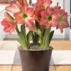 Menu Sweetheart Potted Bulb Garden -Holland Bulb Farms MG1001 amaryllis and tulips 2