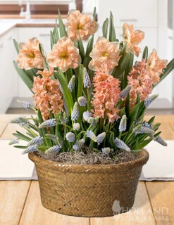 Menu Whimsy Magic Potted Bulb Garden