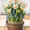 Menu Happy Spring Potted Bulb Garden -Holland Bulb Farms MG1116 happy spring potted bulb garden 2