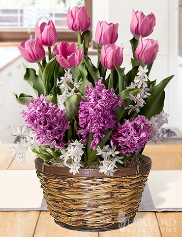 Menu Fancy & Frilly Potted Bulb Garden 3 Menu Fancy & Frilly Potted Bulb Garden