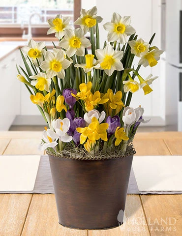 Menu Spring Echo Potted Bulb Garden 3 Menu Spring Echo Potted Bulb Garden