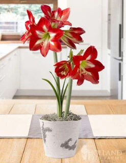 Menu Bright Spark Potted Bulb Garden