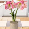 Menu Rosy Delight Amaryllis Potted Bulb Garden 2 Menu Rosy Delight Amaryllis Potted Bulb Garden -Holland Bulb Farms MG1269 rosy delight amaryllis potted bulb garden 2