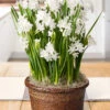 Menu Paperwhites Potted Bulb Garden -Holland Bulb Farms MG1481 fall 2019 september paperwhites