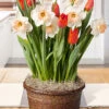 Menu Orange Accent Potted Bulb Garden -Holland Bulb Farms MG1491 orange accent potted bulb garden