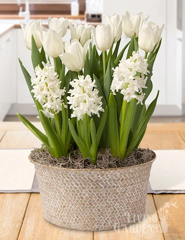 Menu Vanilla Dream Potted Bulb Garden 3 Menu Vanilla Dream Potted Bulb Garden