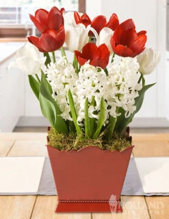 Menu Full Of Joy Potted Bulb Garden